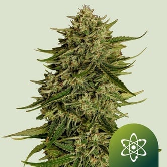 Quantum Terp F1 Autoflower (Royal Queen Seeds) Feminized