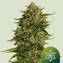 Semillas de Marihuana Quantum Terp F1 Auto (Royal Queen Seeds) Feminizadas