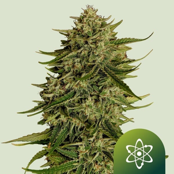 Semillas de Marihuana Quantum Terp F1 Auto (Royal Queen Seeds) Feminizadas
