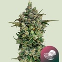 Dark Matter Cake F1 (Royal Queen Seeds) Feminizada