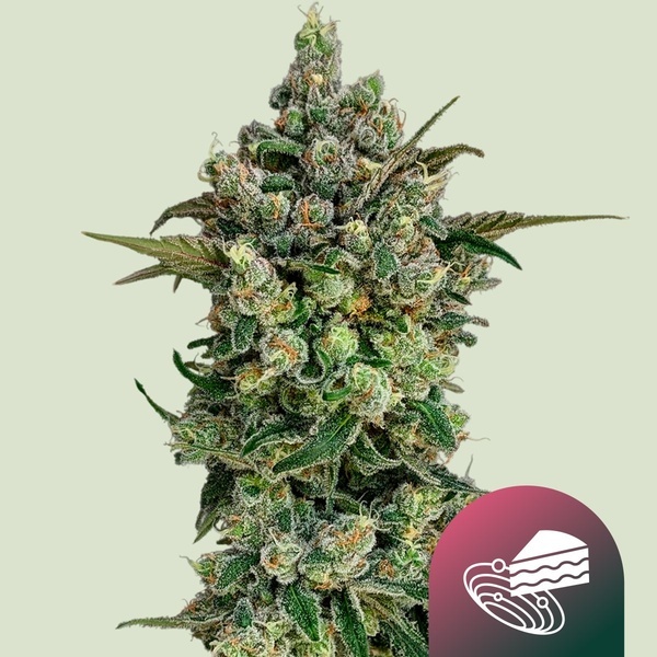 Dark Matter Cake F1 (Royal Queen Seeds) Feminizada