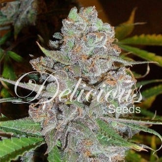 La Diva (Delicious Seeds) feminizada