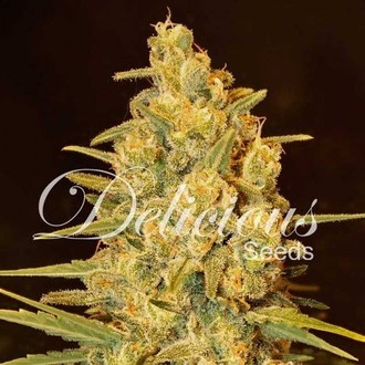 Critical Sensi Star (Delicious Seeds) feminizada