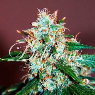 Critical Neville Haze 2.0 (Delicious Seeds) feminizada