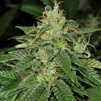 S.A.G.E. (T.H. Seeds) feminizada