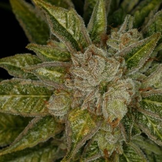 MK-Ultra (T.H. Seeds) feminizada