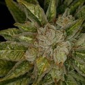 MK-Ultra (T.H.Seeds) feminizada