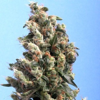 Kushage (T.H. Seeds) feminizada