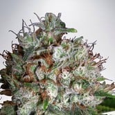 Big Bud XXL (Ministry of Cannabis) feminizada
