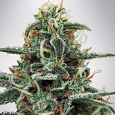 White Widow (Ministry of Cannabis) feminizada