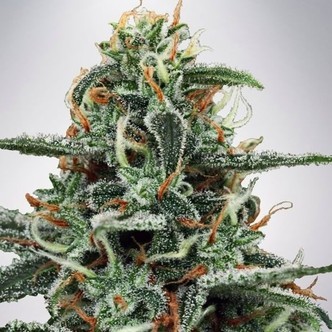 White Widow (Ministry of Cannabis) feminizada