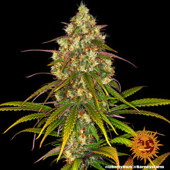 Liberty Haze (Barney's Farm) feminizada