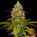Liberty Haze (Barney's Farm) feminizada