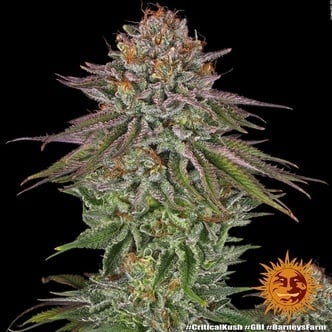 Critical Kush (Barney's Farm) feminizada