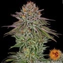 Critical Kush (Barney's Farm) feminizada