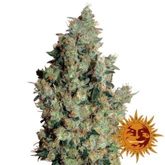 Tangerine Dream (Barney's Farm) feminizada