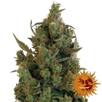 Blue Cheese (Barney's Farm) feminizada