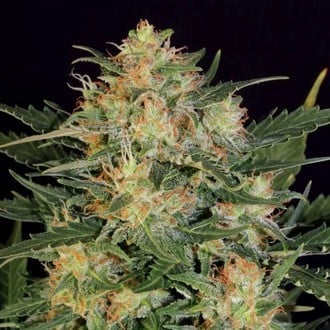 Autoflowering White Russian (Serious Seeds) feminizada