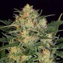 Autoflowering White Russian (Serious Seeds) feminizada