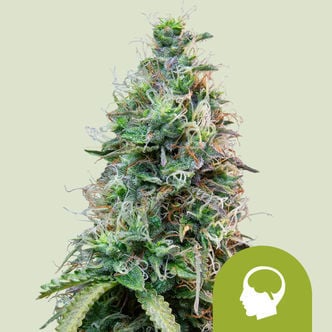 Amnesia Haze Automatic (Royal Queen Seeds) feminizada