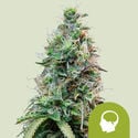 Amnesia Haze Automatic (Royal Queen Seeds) feminizada