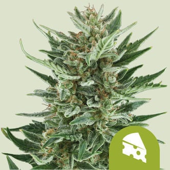 Royal Cheese Automatic (Royal Queen Seeds) feminizada