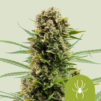 White Widow Automatic (Royal Queen Seeds) feminizada