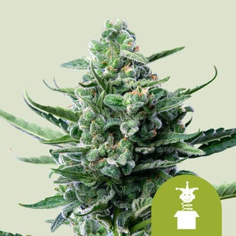 Royal Jack Automatic (Royal Queen Seeds) feminizada