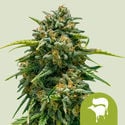 Sweet Skunk Automatic (Royal Queen Seeds) feminizada