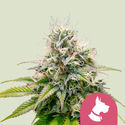 Kali Dog (Royal Queen Seeds) feminizada