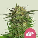 Haze Berry (Royal Queen Seeds) feminizada