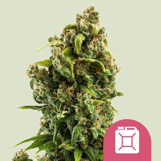 Sour Diesel (Royal Queen Seeds) feminizada