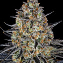 LSD (Barney's Farm) feminizada