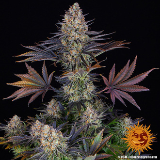 LSD (Barney's Farm) feminizada