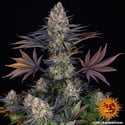 LSD (Barney's Farm) feminizada