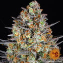 LSD (Barney's Farm) feminizada