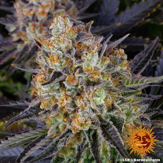 LSD (Barney's Farm) feminizada