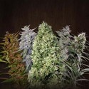 ACE Mix (ACE Seeds) feminizada