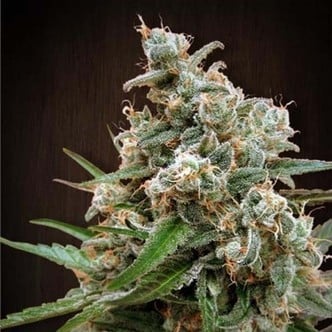 Nepalese Jam (ACE Seeds) feminizada