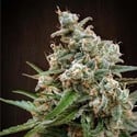 Nepal Jam (ACE Seeds) feminizada