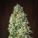 Orient Express (ACE Seeds) feminizada