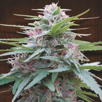 Panama (ACE Seeds) feminizada