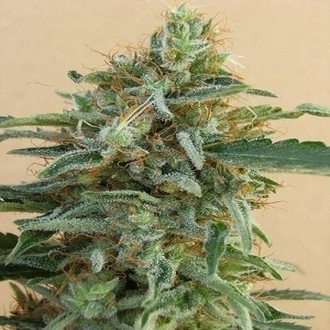 Tikal (ACE Seeds) feminizada