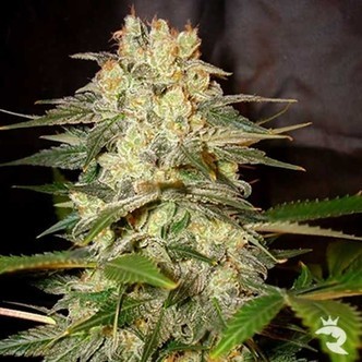 Afghan Kush Ryder (World Of Seeds) feminizada