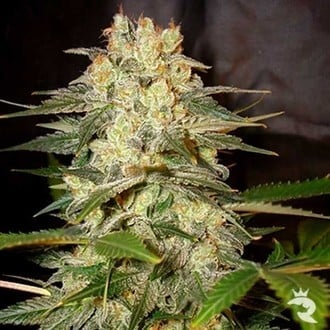 Afghan Kush Ryder Automatic (World Of Seeds) feminizada