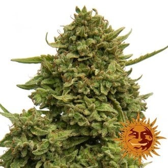 Pineapple Chunk (Barney's Farm) feminizada