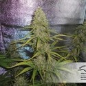 Auto Xtreme (Dutch Passion) feminizada