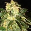 Pakistan Ryder Automatic (World Of Seeds) feminizada