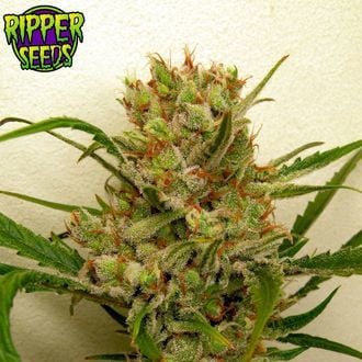 Ripper Haze (Ripper Seeds) feminizada