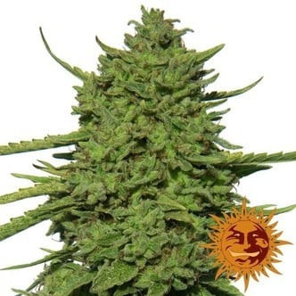 Amnesia Lemon (Barney's Farm) feminizada